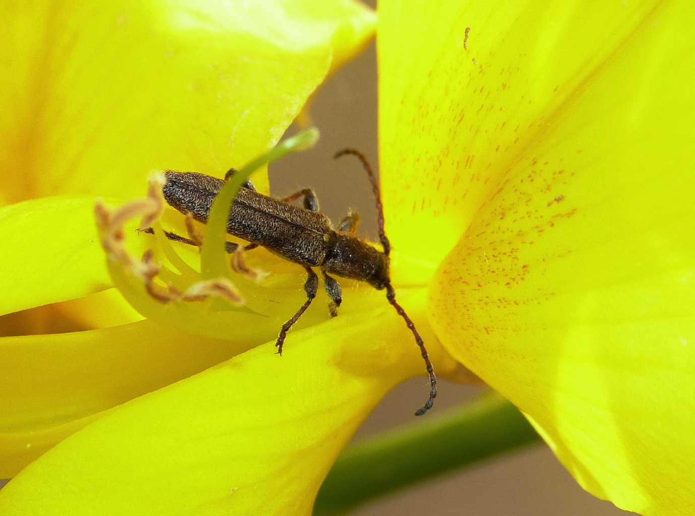 Deilus fugax, Cerambycidae